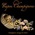 Trapon-Champignons